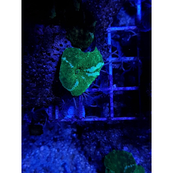 Discosoma green